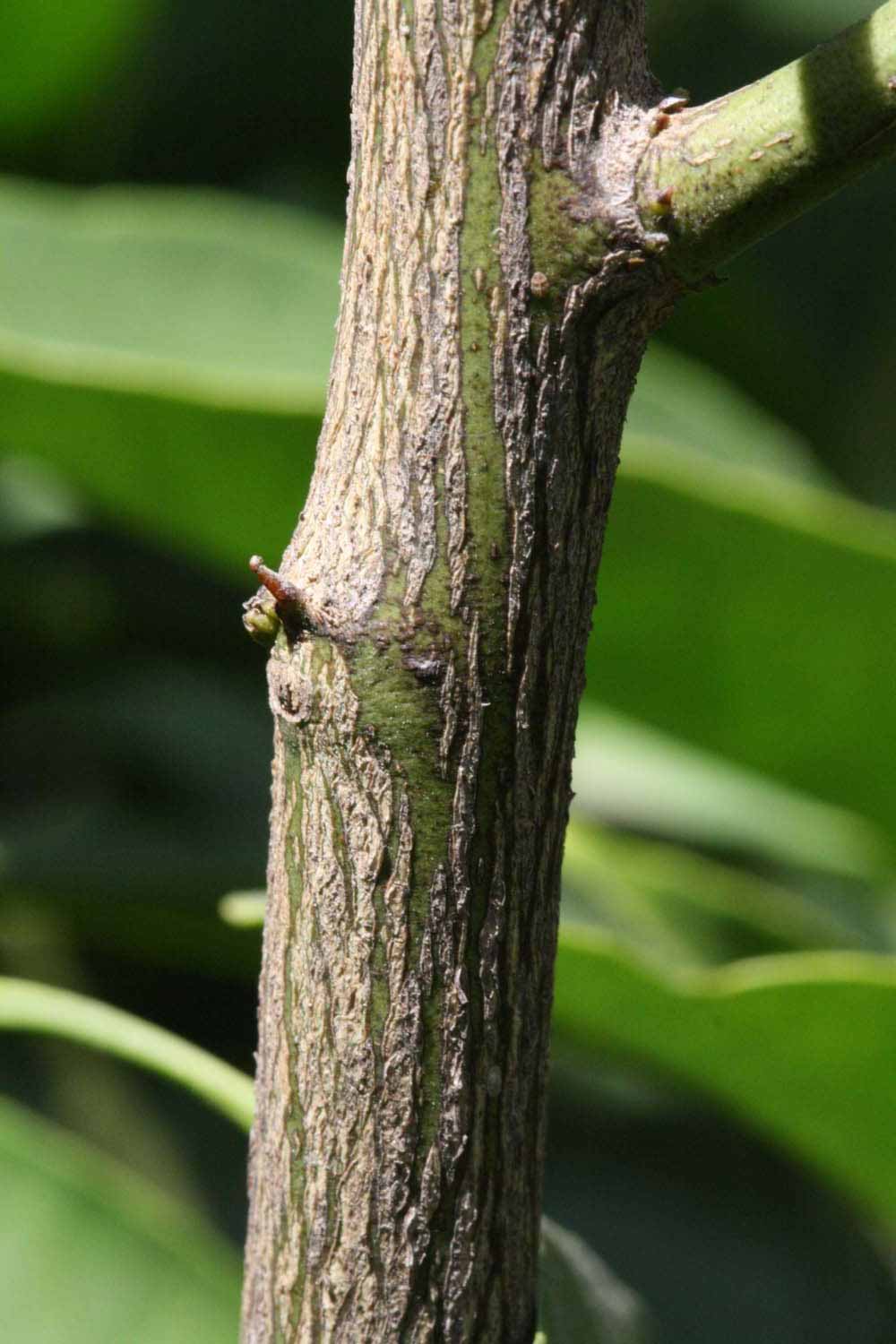              Second - third year twig (Riverside, CA)       